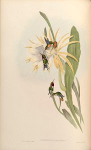 Calothorax heliodor = Chaetocercus heliodor de John Gould
